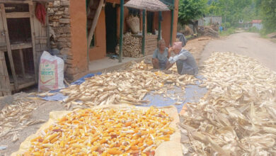 Photo of भण्डारणका लागि मकै सुकाउँदै