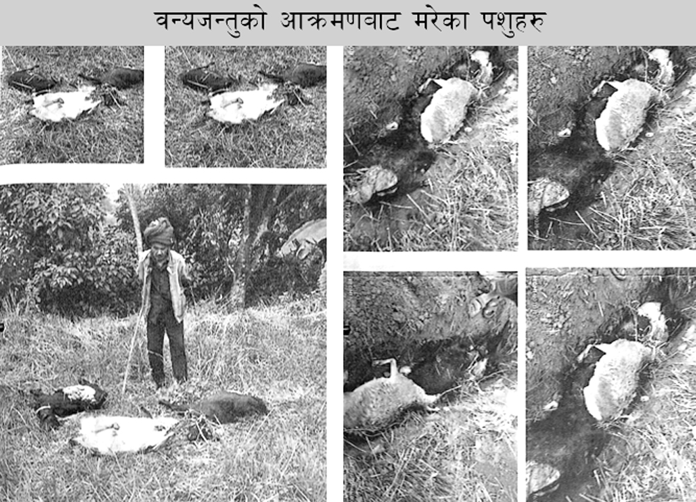Photo of तनहुँमा वन्यजन्तुबाट क्षति व्यहोरेकालाई रु सात लाख राहत वितरण