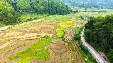 Photo of रोपाइको तयारी