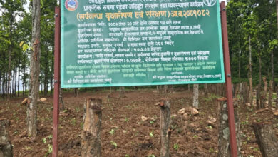 Photo of सर्पगन्धाले बदलिँदै देवघाट गाउँपालिकाका सामुदायिक वनको स्वरूप