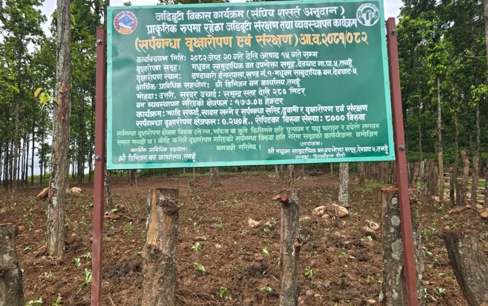 Photo of सर्पगन्धाले बदलिँदै देवघाट गाउँपालिकाका सामुदायिक वनको स्वरूप