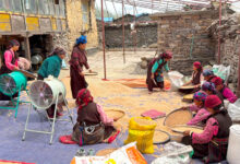 Photo of एघार महिनामा पाकेको गहुँ साइत जुराएर भित्र्याउँछन् चुमभ्यालीका किसान