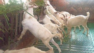 Photo of विश्व प्रशिद्ध जात साननक्रसको बोका