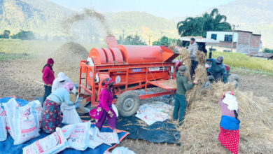 Photo of तनहुँमा तरकारी र धान खेतीको क्षेत्रफल विस्तार