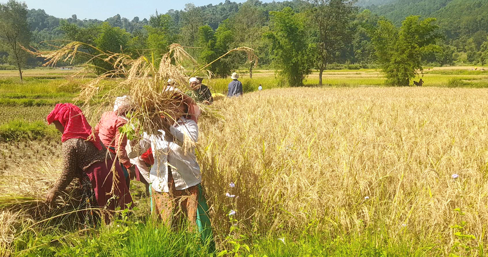 Photo of पाक्यो धान थन्काउने चटारो