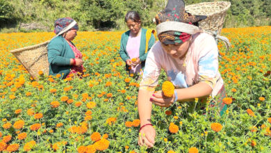 Photo of व्यवसायिक फूल खेती
