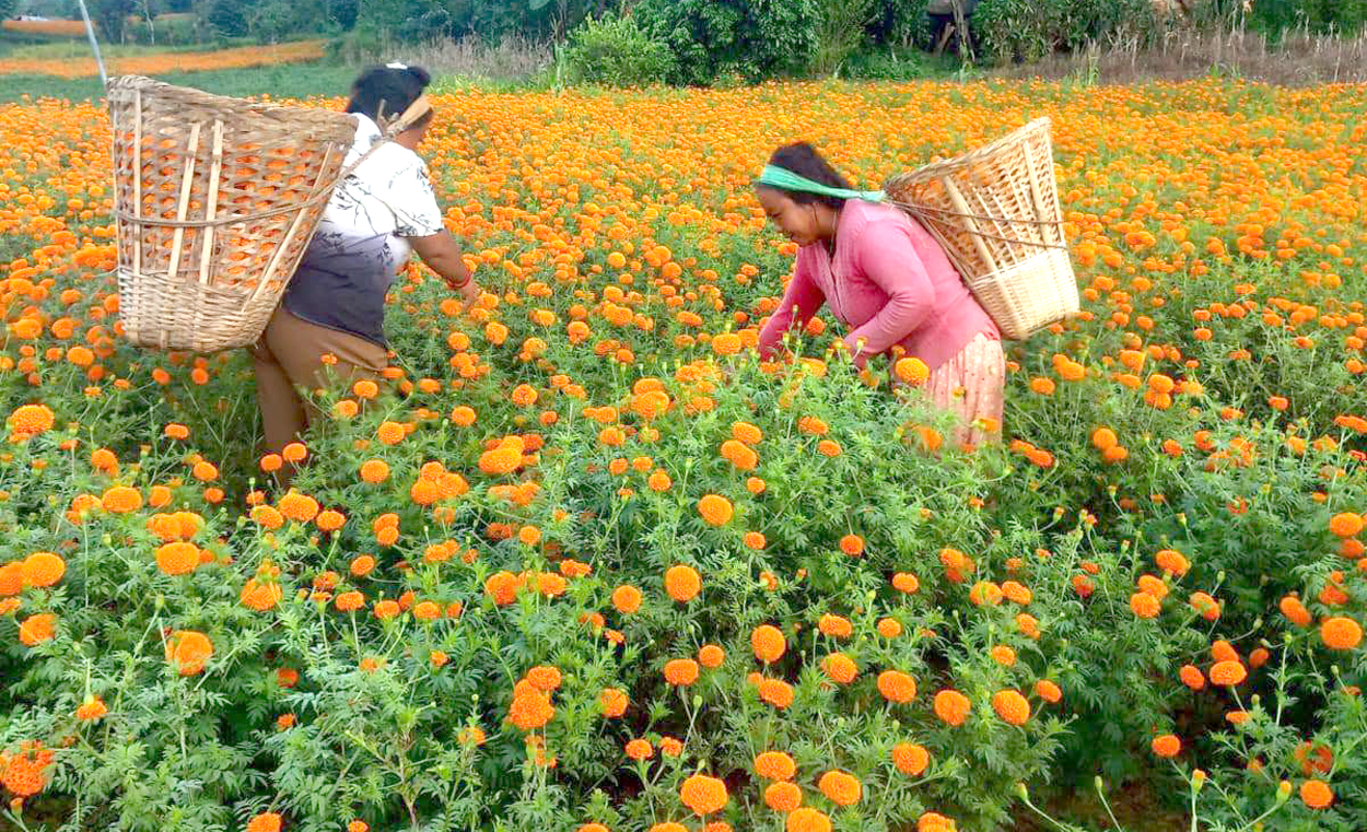 Photo of व्यवसायीक सयपुत्री फूलखेती