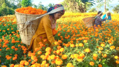 Photo of आँधीमूलका सयपत्री फूलमा तिहारको रौनक, १० लाखको कारोबार लक्ष्य