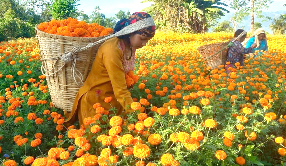 Photo of आँधीमूलका सयपत्री फूलमा तिहारको रौनक, १० लाखको कारोबार लक्ष्य